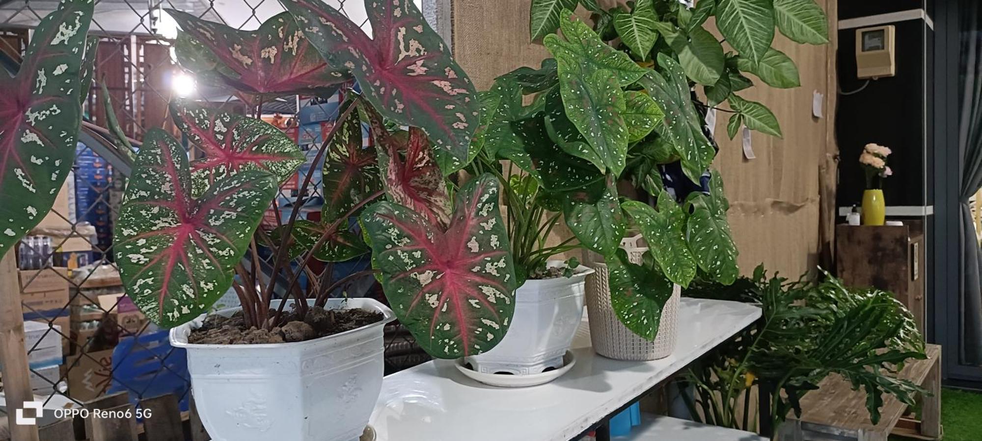 Homestay -Nha Me Khang ホーチミン市 エクステリア 写真
